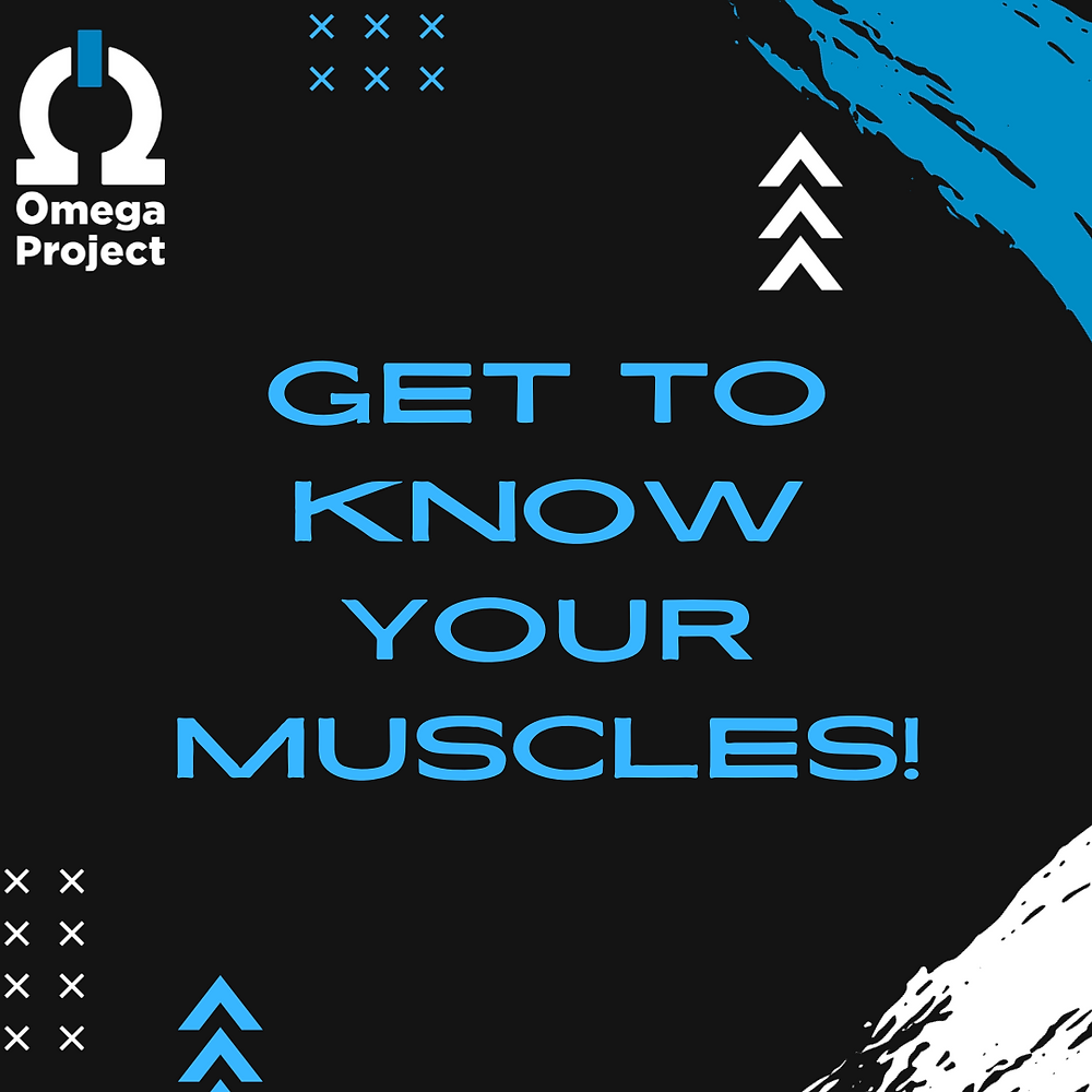 Get to Know Your Muscles- Understanding and Maximizing Your Strength and Endurance.